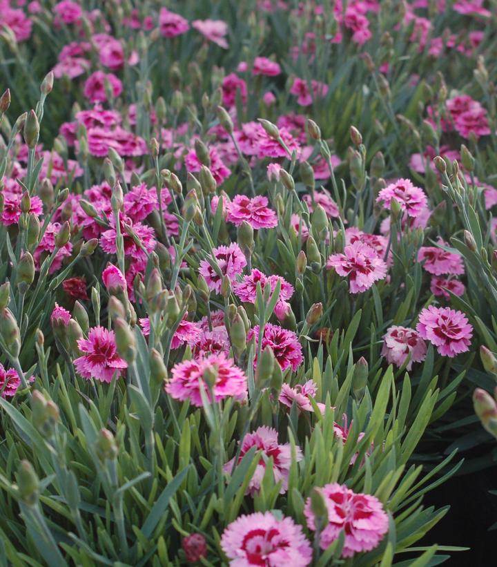 DIANTHUS EVERLAST `LAVENDER EYE`