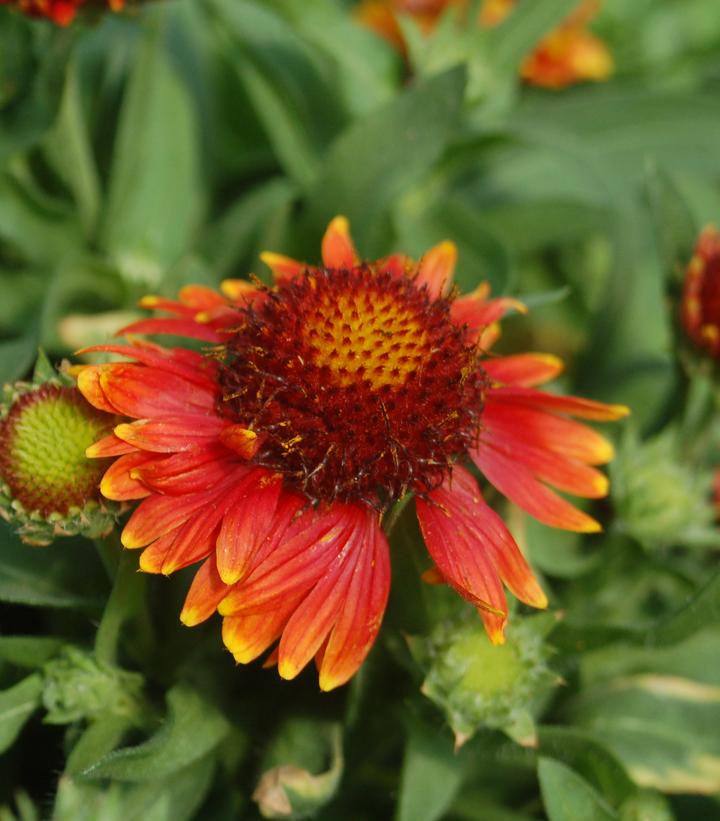 GAILLARDIA ARISTATA `ARIZONA RED`