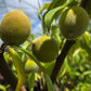 PRUNUS `REDHAVEN` PEACH-Plum