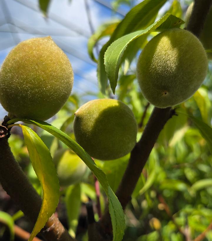 PRUNUS `REDHAVEN` PEACH-Plum