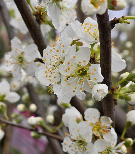 PRUNUS X `SHIRO` JAP PLUM-Plum