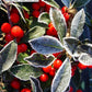 Ilex Red Sprite 3.5-4'w B&B