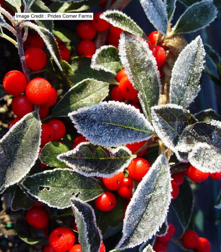 Ilex Red Sprite 3.5-4'w B&B