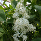 SYRINGA VULGARIS X `PRIMROSE`