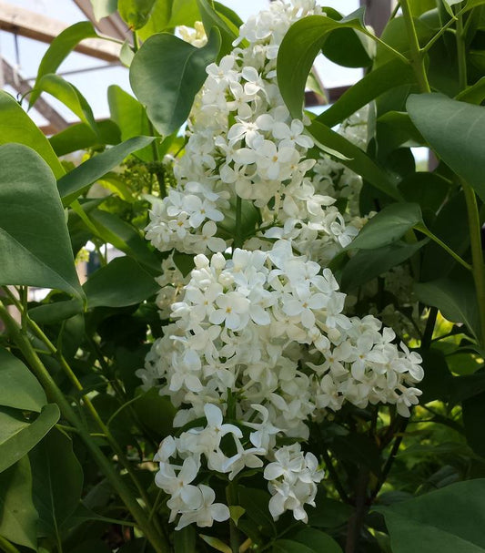 SYRINGA VULGARIS X `PRIMROSE`