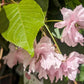 PRUNUS SERRULATA `KWANZAN`