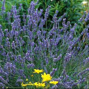 LAVANDULA X INTERMEDIA `GROSSO`