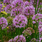 ALLIUM `COBALT MILLENIUM`