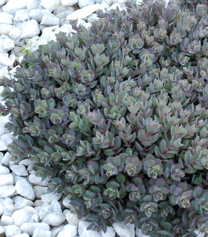 SEDUM SUN SPARKLER `DAZZLEBERRY`