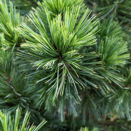 PINUS FLEXILIS `EXTRA BLUE`