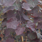 CERCIS CANADENSIS `RUBY FALLS`