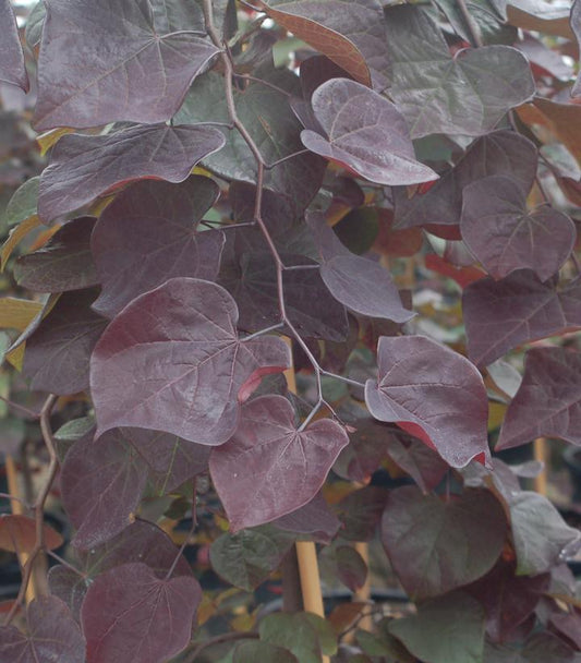 CERCIS CANADENSIS `RUBY FALLS`