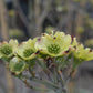 CORNUS FLORIDA `CLOUD NINE`