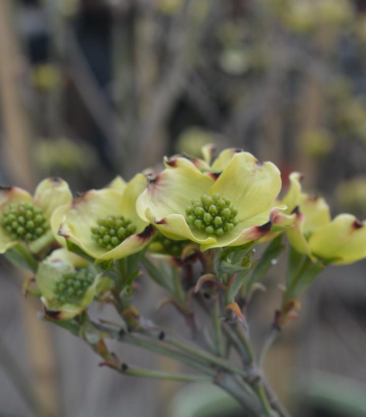 CORNUS FLORIDA `CLOUD NINE`