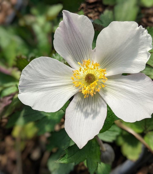 ANEMONE `WILD SWAN`