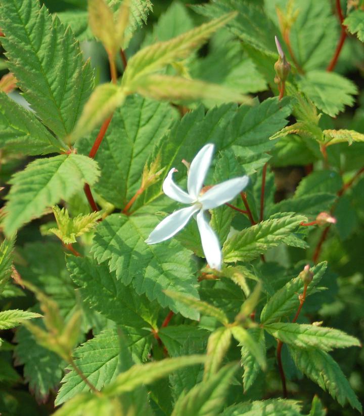 PORTERANTHUS TRIFOLIATUS (GILLENIA TRIFOLIATA)