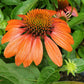 ECHINACEA SOMBRERO `ADOBE ORANGE`