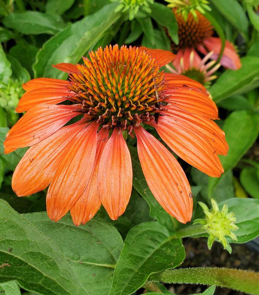 ECHINACEA SOMBRERO `ADOBE ORANGE`