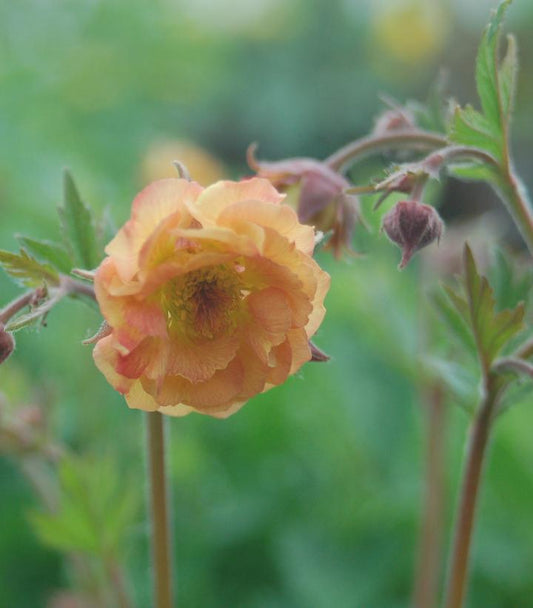 GEUM COCKTAIL `MAI TAI`