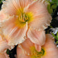 HEMEROCALLIS `BARBARA MITCHELL` - PINK
