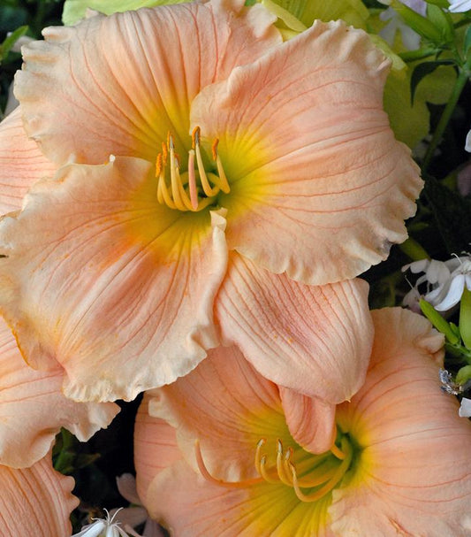 HEMEROCALLIS `BARBARA MITCHELL` - PINK