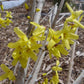 FORSYTHIA X `MEADOWLARK`