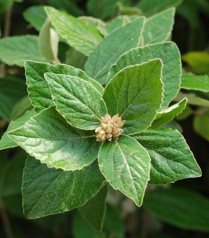 VIBURNUM X BURKWOODII GROW BAG