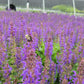 SALVIA NEMEROSA `SALLYROSA APRIL NIGHT`