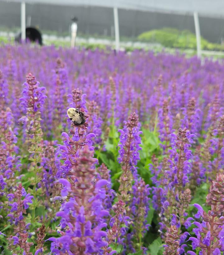 SALVIA NEMEROSA `SALLYROSA APRIL NIGHT`