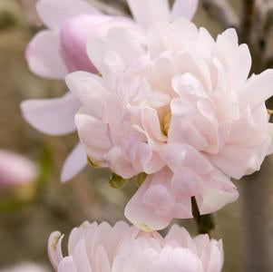 MAGNOLIA STELLATA `CENTENNIAL BLUSH`