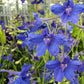 DELPHINIUM `BLUE BUTTERFLY`