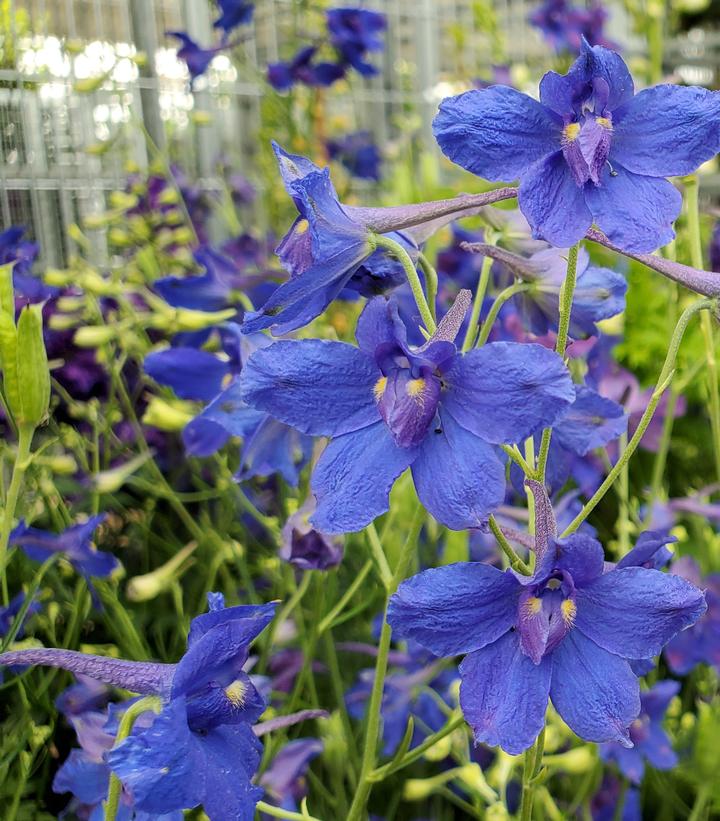 DELPHINIUM `BLUE BUTTERFLY`