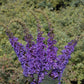 BUDDLEIA `LO & BEHOLD BLUE CHIP JR`