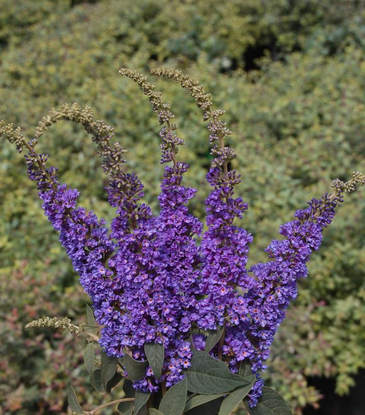 BUDDLEIA `LO & BEHOLD BLUE CHIP JR`