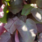 CERCIS CANADENSIS `FOREST PANSY`