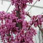 CERCIS CANADENSIS `PINK HEARTBREAKER`