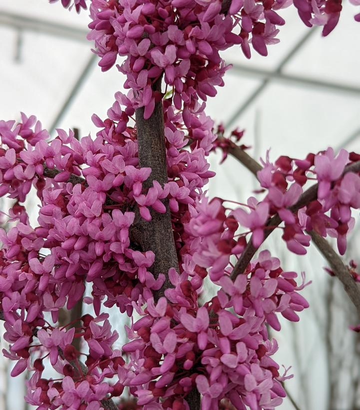 CERCIS CANADENSIS `PINK HEARTBREAKER`