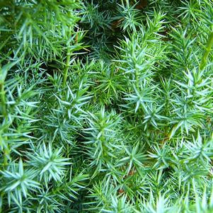 JUNIPERUS COMMUNIS X `STAR POWER`