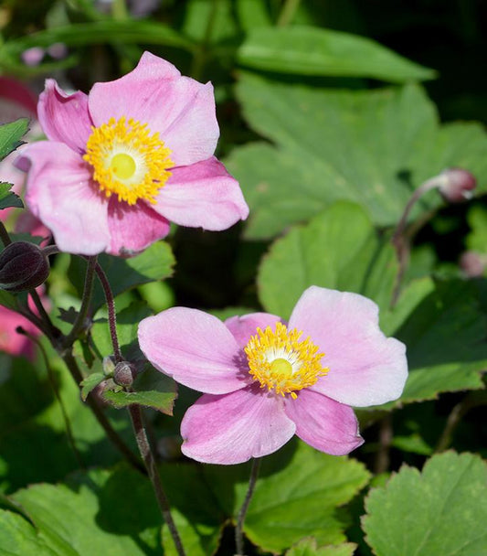 ANEMONE `LUCKY CHARM`