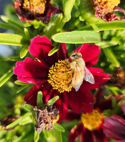 COREOPSIS LI`L BANG `RED ELF`