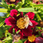 COREOPSIS LI`L BANG `RED ELF`