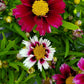 COREOPSIS LI`L BANG `STARSTRUCK`