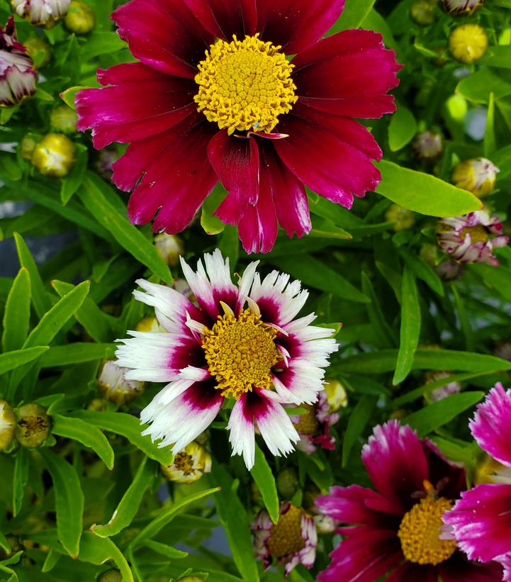 COREOPSIS LI`L BANG `STARSTRUCK`