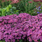 ASTER `KICKIN CARMINE RED`