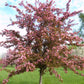 MALUS `RED SPLENDOR`