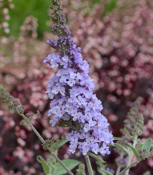 BUDDLEIA MONARCH `GLASS SLIPPERS`