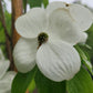 CORNUS X `CELESTIAL`