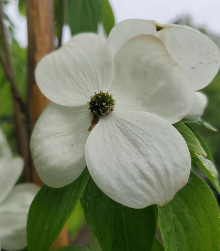 CORNUS X `CELESTIAL`