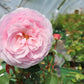 ROSA `OLIVIA ROSE AUSTIN`