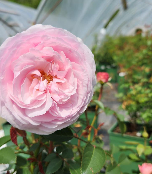 ROSA `OLIVIA ROSE AUSTIN`